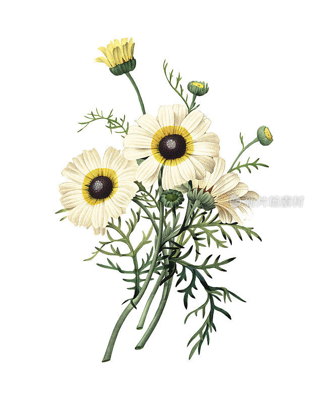 菊花| Redoute花卉插图